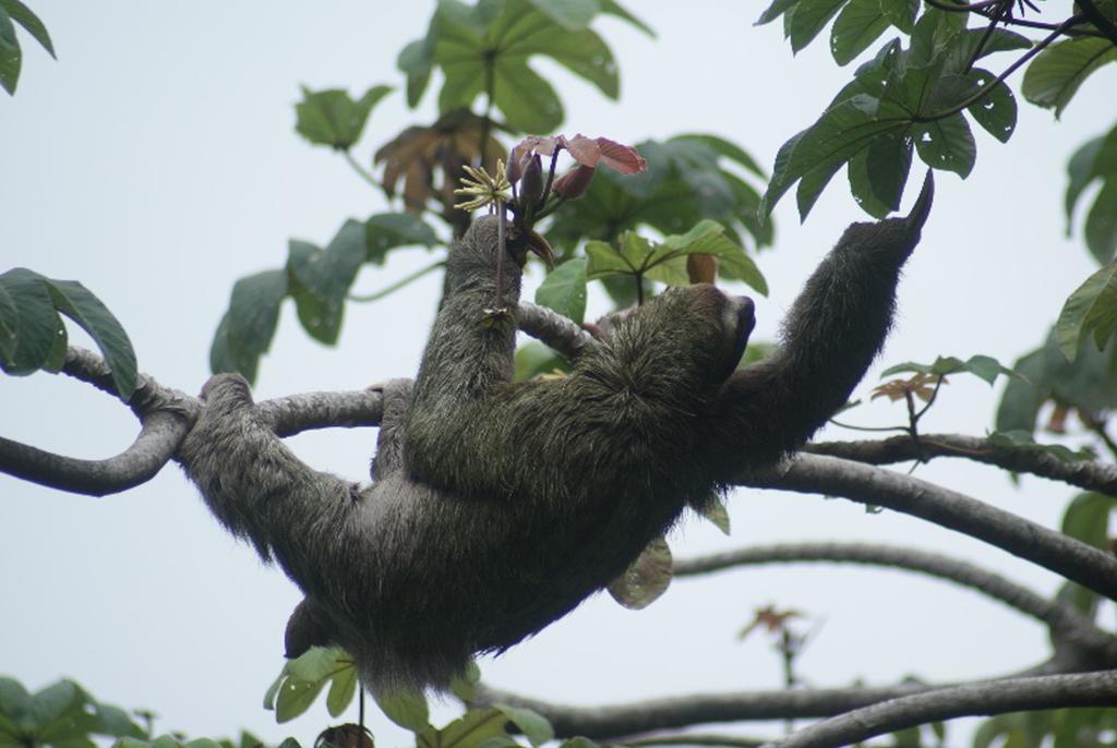 Jungle Villa Nationalpark Nationalpark Manuel Antonio Exterior foto
