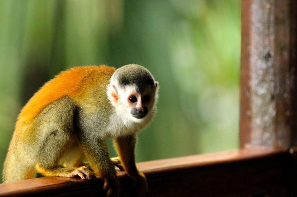 Jungle Villa Nationalpark Nationalpark Manuel Antonio Exterior foto