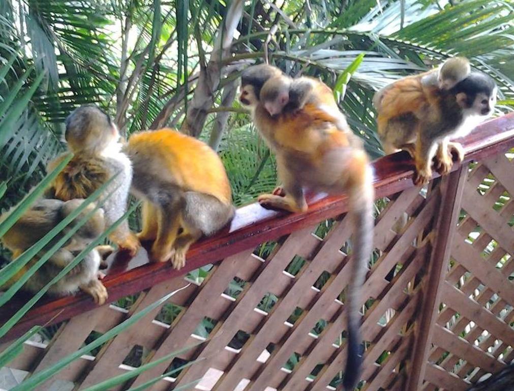 Jungle Villa Nationalpark Nationalpark Manuel Antonio Exterior foto