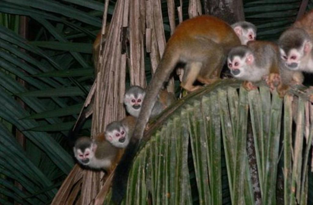 Jungle Villa Nationalpark Nationalpark Manuel Antonio Exterior foto