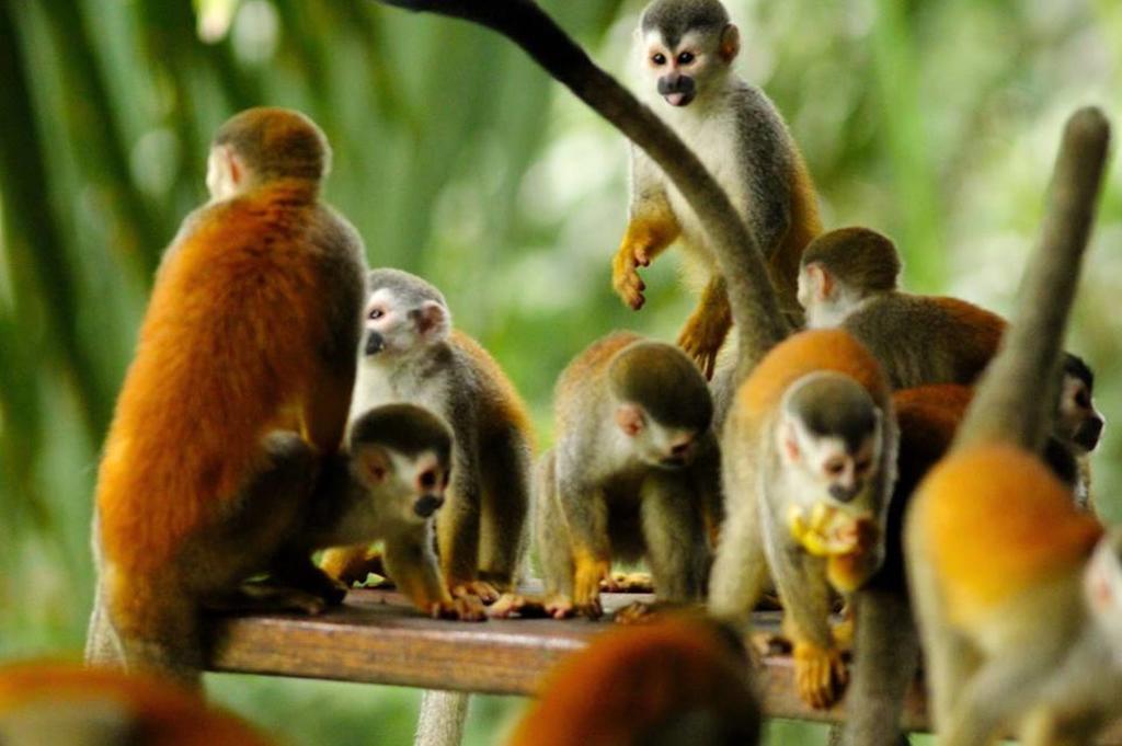 Jungle Villa Nationalpark Nationalpark Manuel Antonio Exterior foto