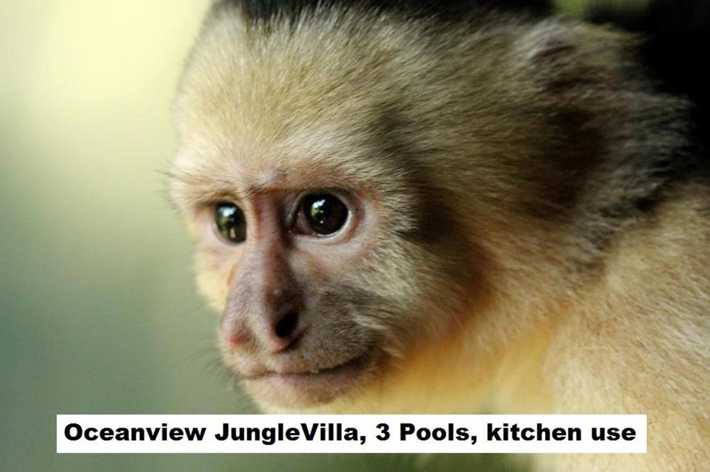 Jungle Villa Nationalpark Nationalpark Manuel Antonio Exterior foto